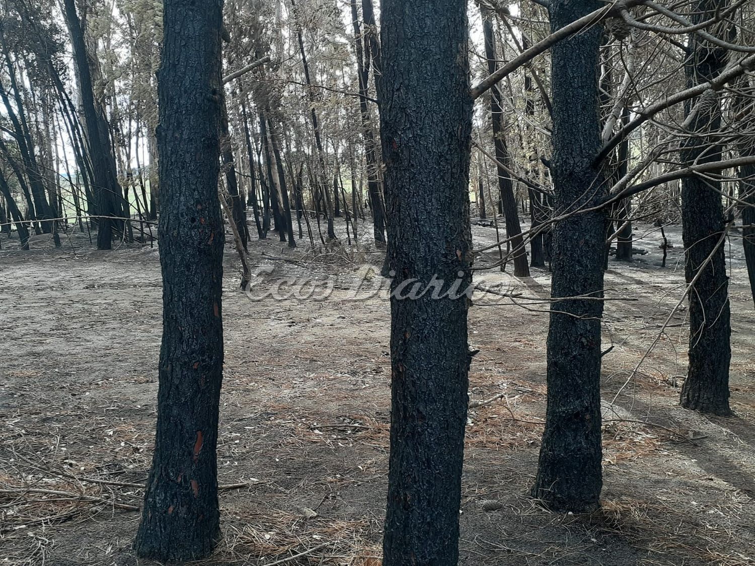 El después - Incendio controlado