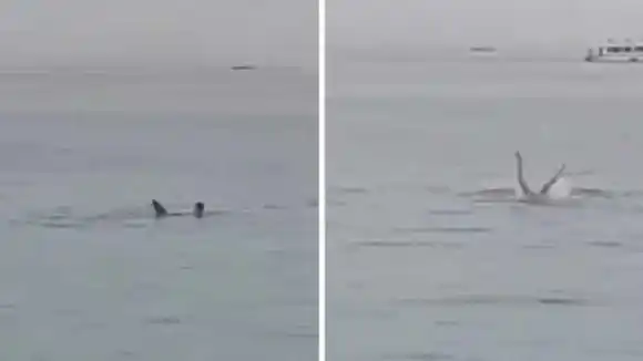 Cazan y matan a tiburón que asesinó a un ruso en Egipto