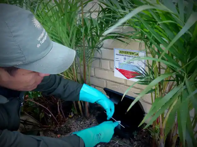 Continúa la campaña de control de roedores en la ciudad