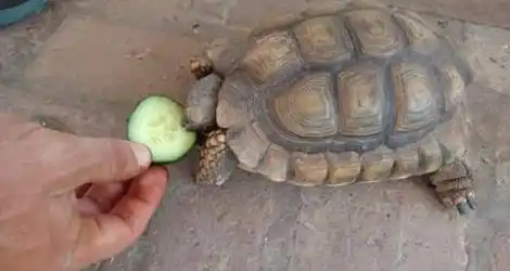 Se escapó la tortuga #Solucionado