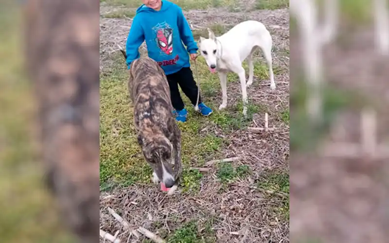 Buscan perros perdidos: dan recompensa