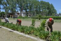 El Municipio continúa con la plantación de  árboles en diferentes zonas de la ciudad