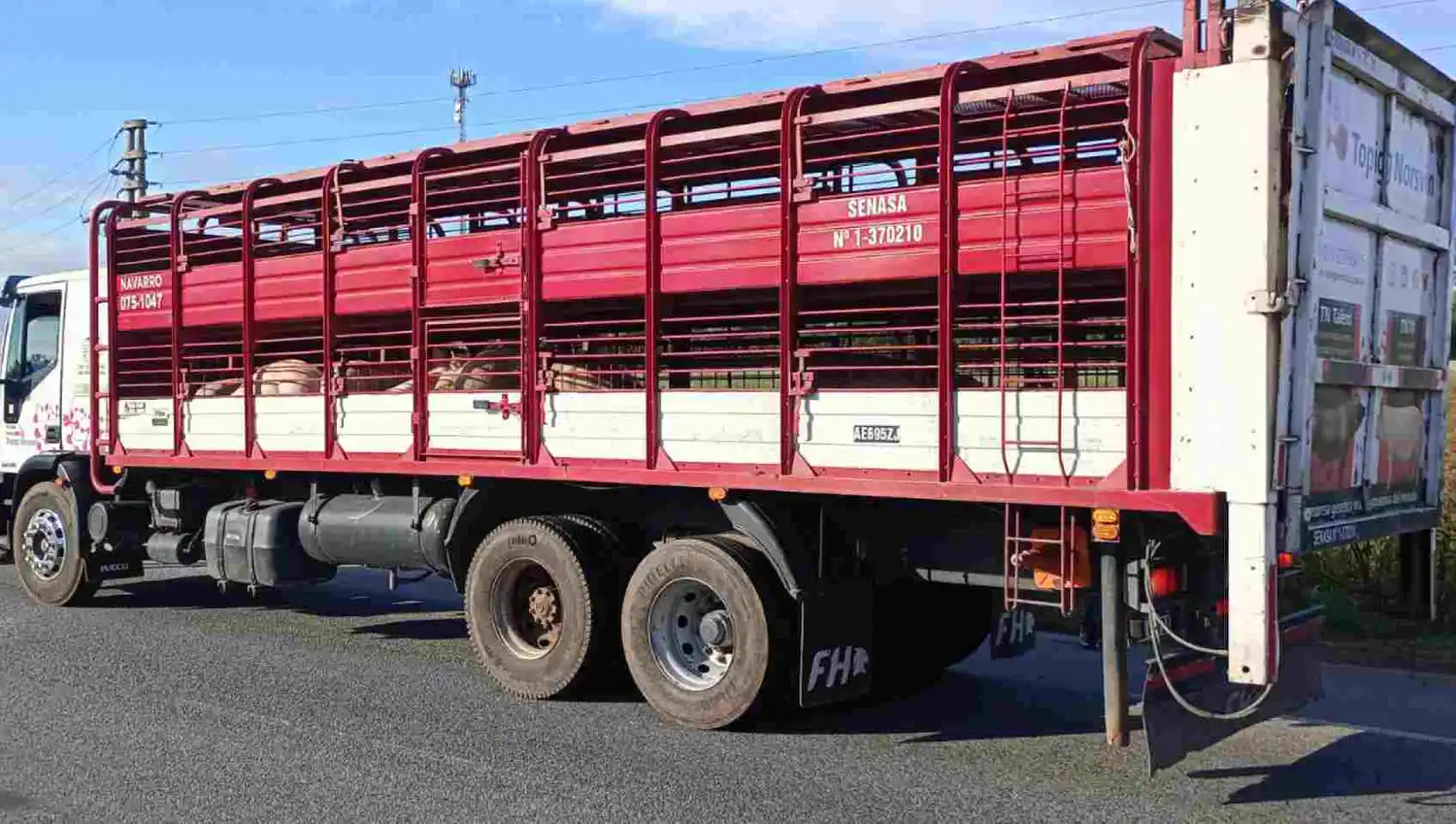 Traslado de cerdos : Qué medidas de bioseguridad se deben aplicar