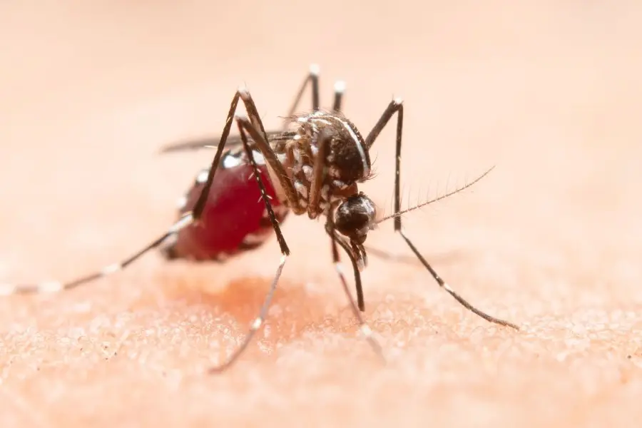 Objetivo Dengue: la tercera etapa de vacunación amplía la cobertura del personal de salud, penitenciario, policial y bomberos
