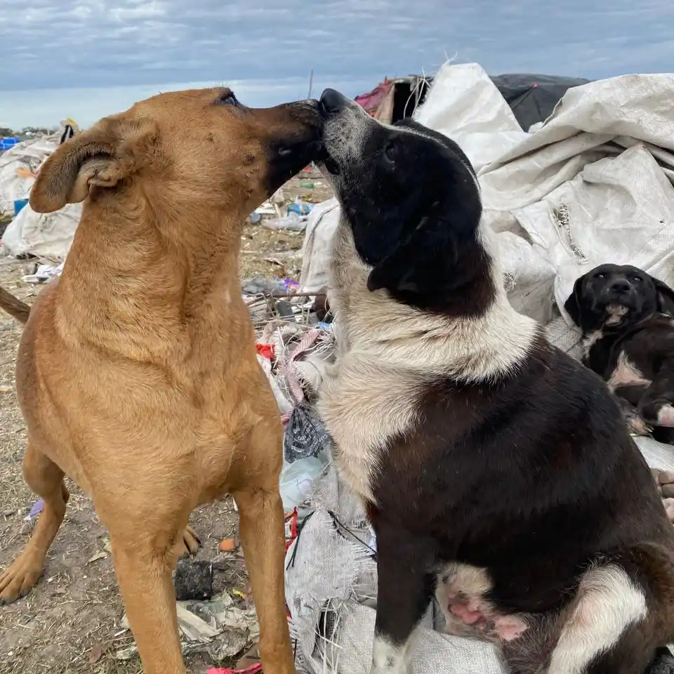 “Seamos Manada”: un trabajo silencioso que rescata animales y protege a la comunidad