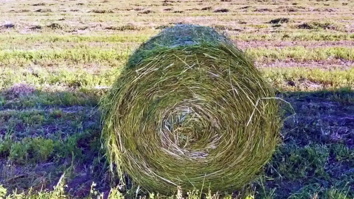 Con verdeos de invierno, el INTA propone una estrategia clave para sostener la producción ganadera