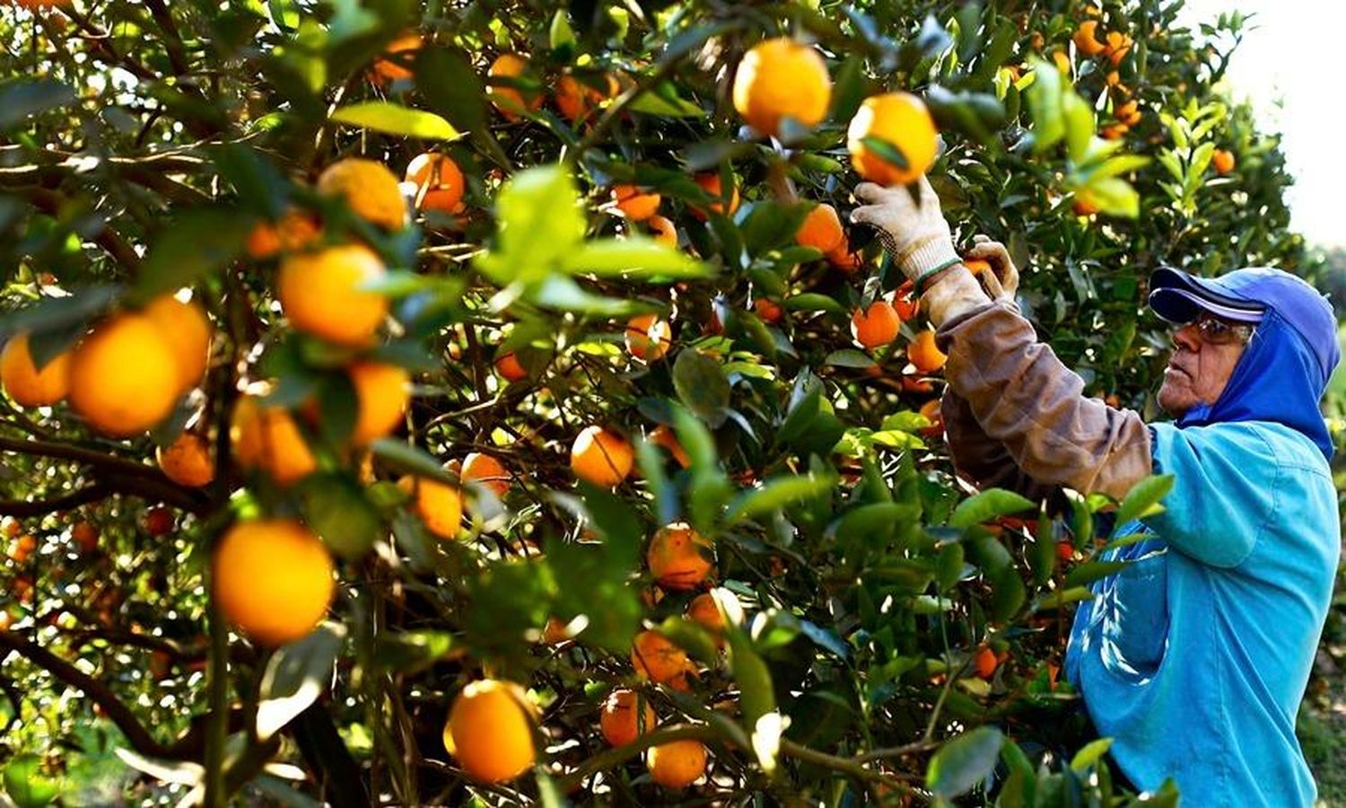 Crisis del citrus: Un panorama complejo entre sobreproducción y obstáculos al comercio exterior