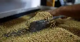 Aseguran que China comenzará a comprar más soja argentina
