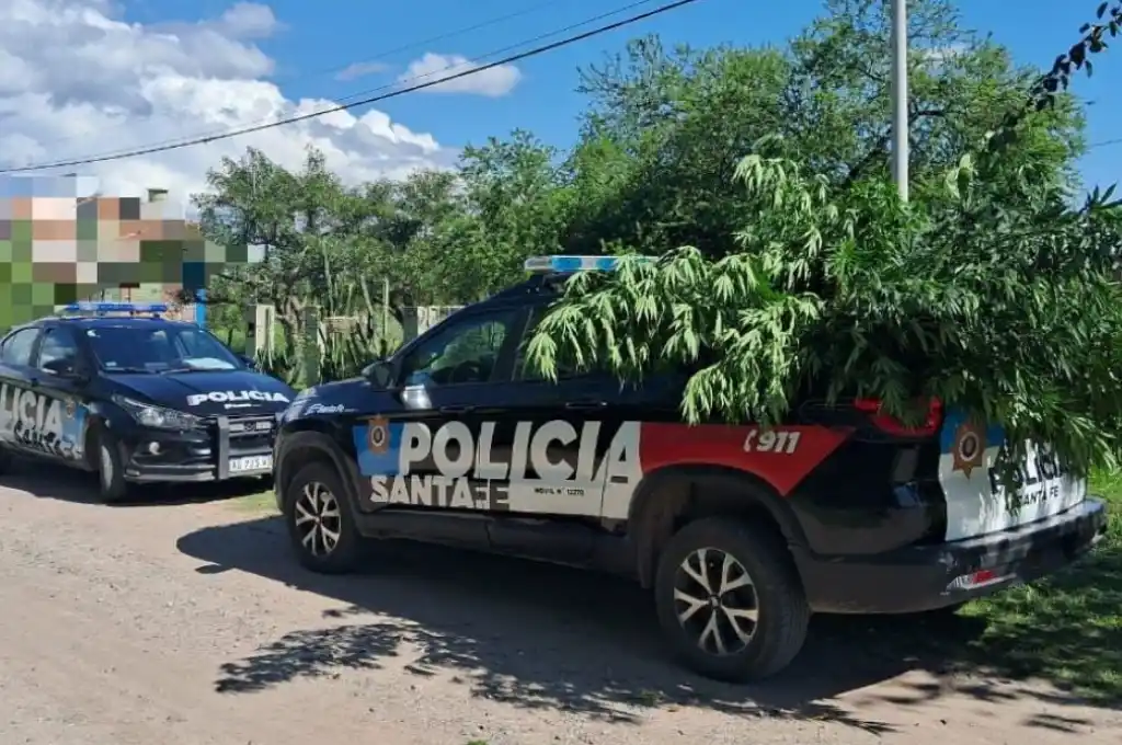 mariguana en sauce viejo 2