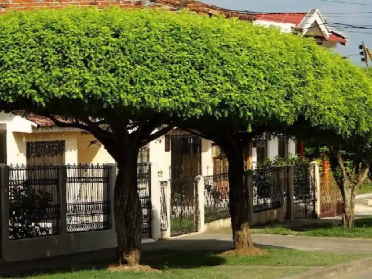 Villa María: es obligatorio tener dos plantas en un frente de 5 metros