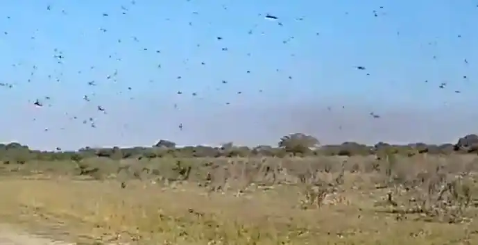 Brasil: emergencia sanitaria por langostas que se trasladan desde Argentina