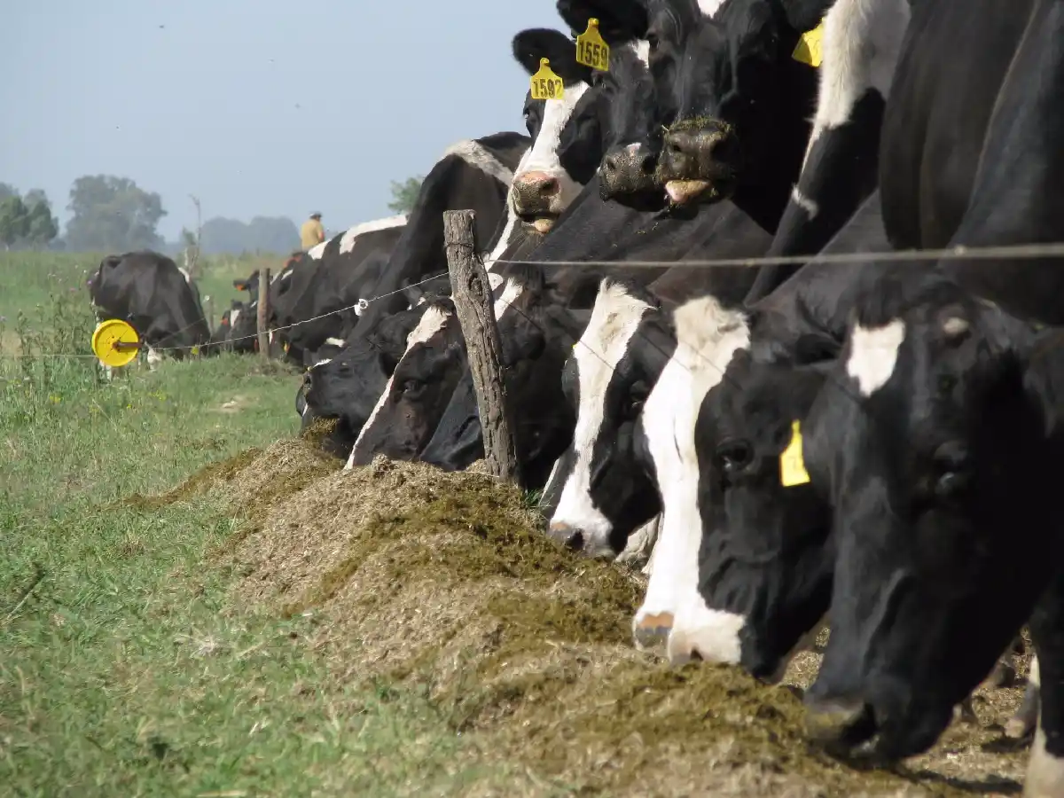 El sorgo gana protagonismo en las dietas ganaderas          