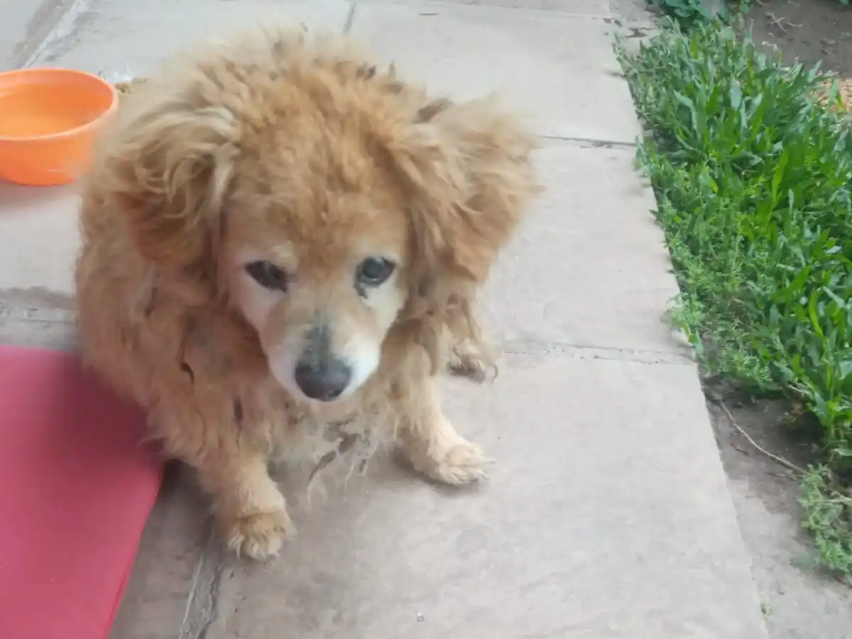 Hallaron un perrito en la calle y buscan a sus dueños