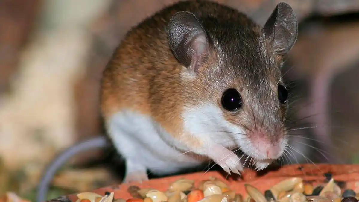Confirman caso de hantavirus en Berisso