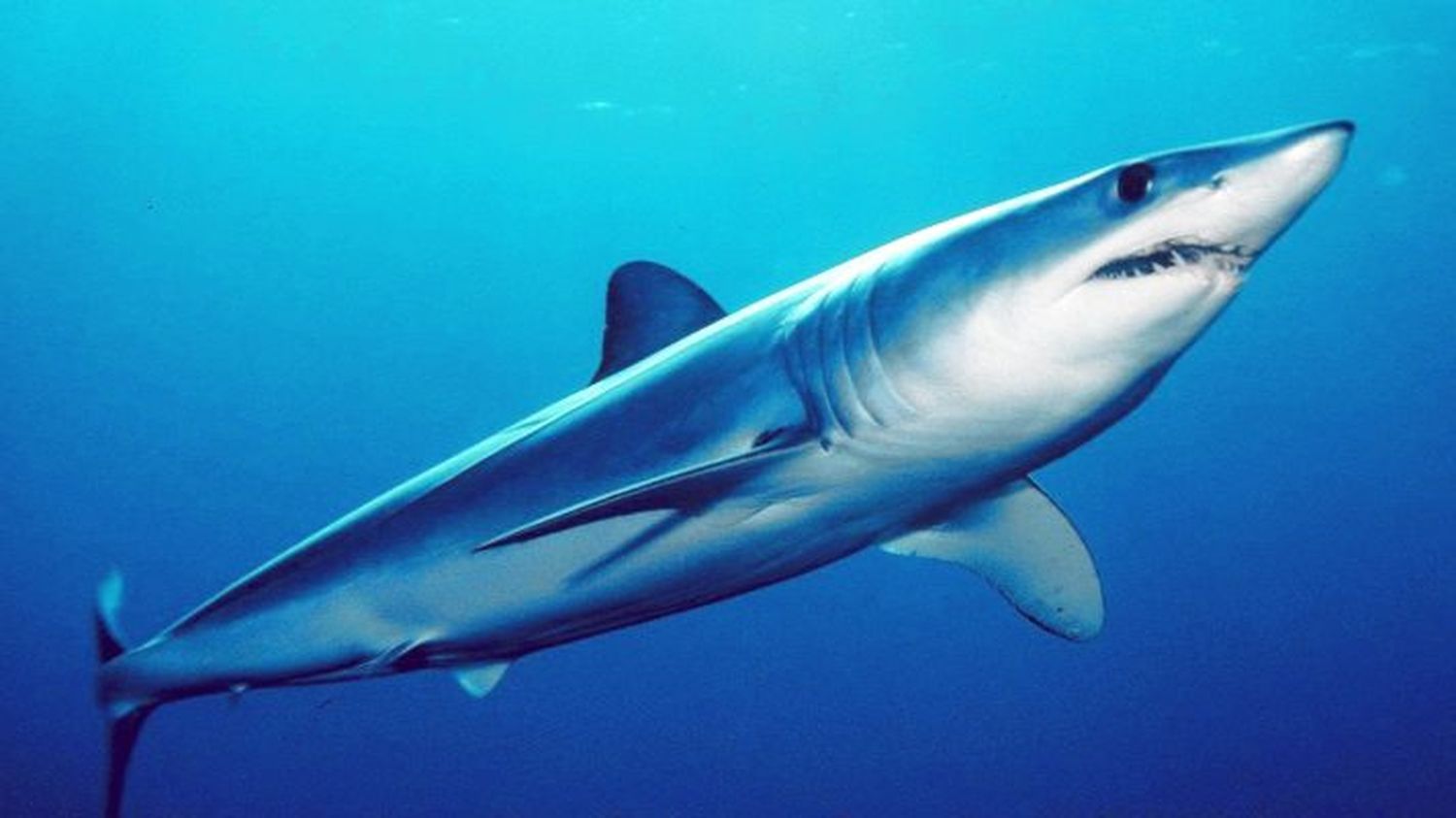 A DOS PASOS DE LA EXTINCIÓN: pescadores en Sucre descuartizaron a un tiburón Mako y le sacaron las crías vivas (+ VIDEO)