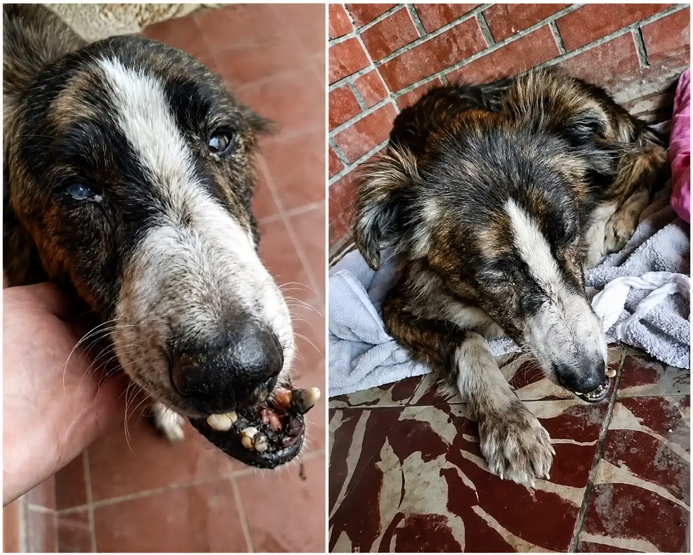 Perdió uno de sus ojos y presenta una cicatriz en la cabeza.