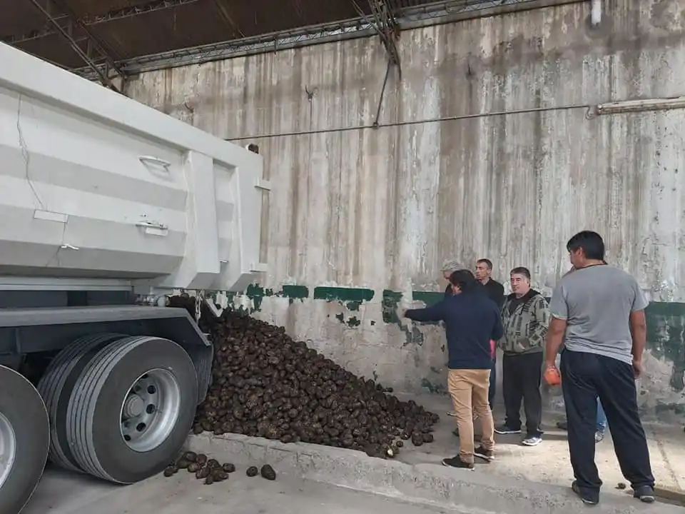 Una empresa para nada "miserable": MacCain donó 19 mil kilos de papas al municipio bonaerense de Patagones