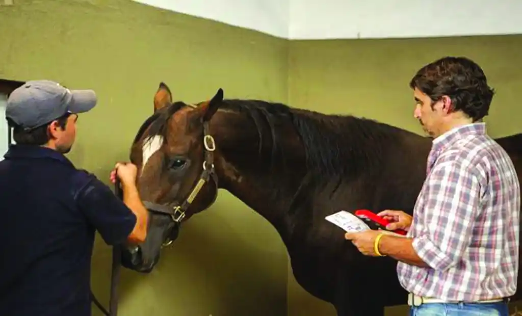 Senasa detectó un foco de Anemia  Infecciosa Equina en Lincoln