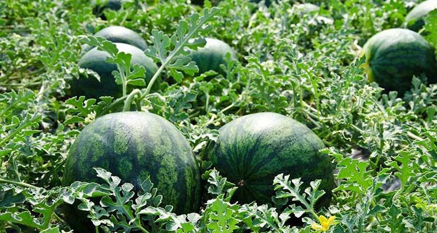 Robos en el campo: no se salvan ni las sandías de los chicos