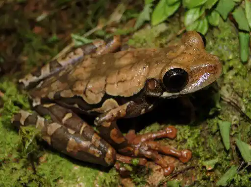 Una NUEVA ESPECIE DE RANA descubren en la selva de Perú