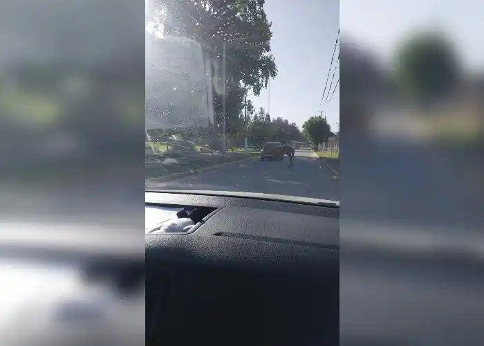 Caballos sueltos en el puerto