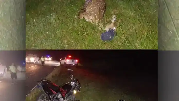 Diamante: motociclista chocó contra un ciervo en Ruta 11