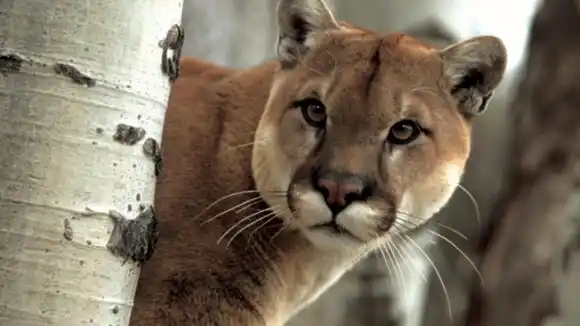 SE VIO POR ÚLTIMA VEZ EN 1930: puma considerado extinguido vuelve a Rio de Janeiro tras 80 años
