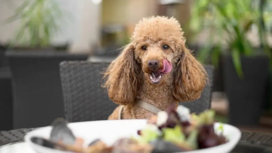 Se aprobó la ordenanza para que bares y restaurantes sean Pet Friendly