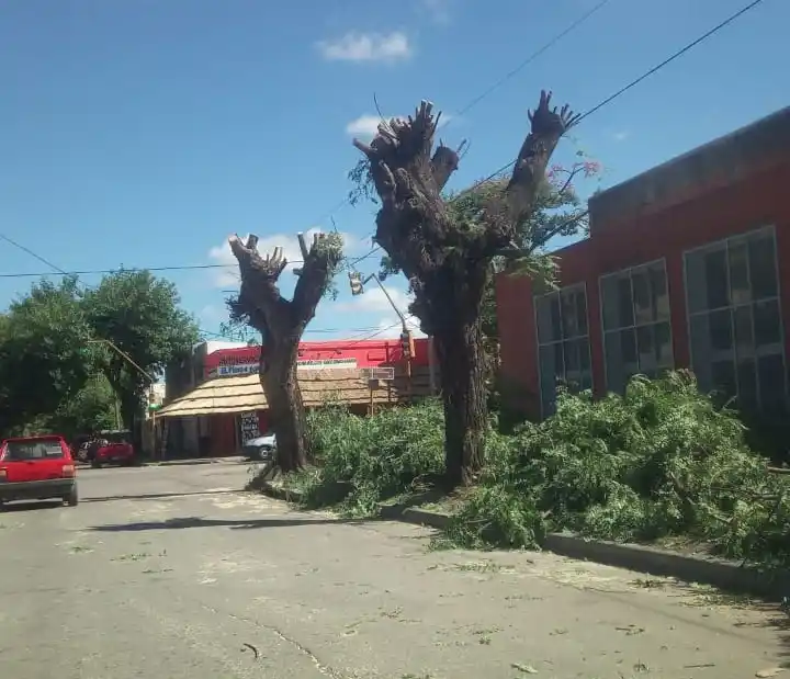 Reclamo por poda de árboles
