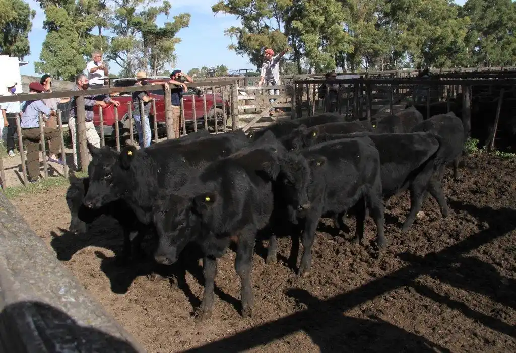 Los Arzoz vuelven a la feria con un mercado firme