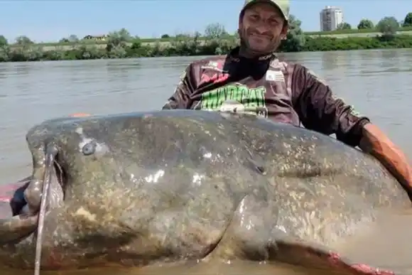VIDEO Y FOTOS | Capturaron gigantesco “pez prehistórico” de casi 3 metros y unos 200 kilos