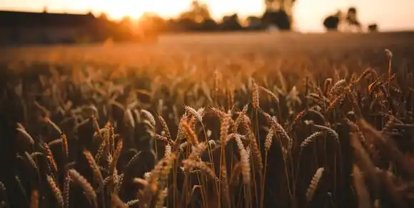 Clima extremo en el área agrícola santafesina: precipitaciones desparejas y bruscos descensos de temperatura