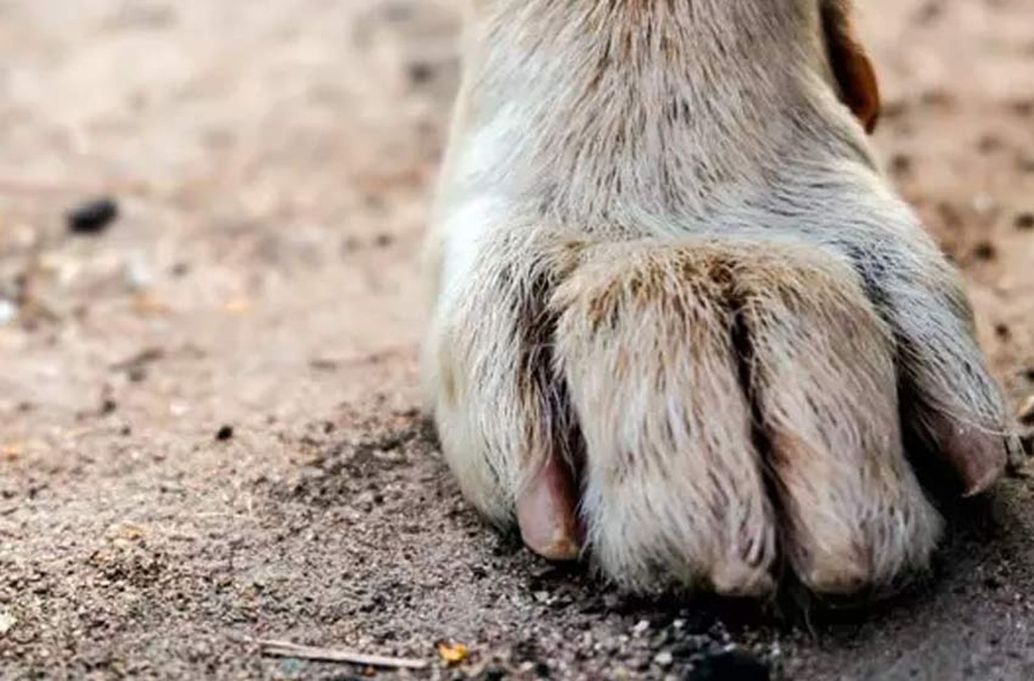 Una nena de un año fue víctima del ataque de un perro y está en terapia intensiva