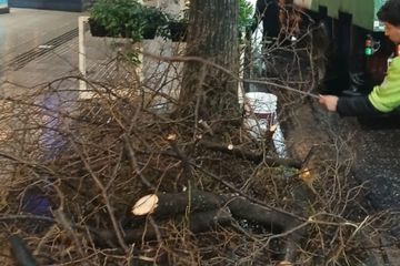 Santa Rosa en Rosario: más de 75 milímetros de lluvia, ráfagas de hasta 40 kilómetros por hora y ramas caídas