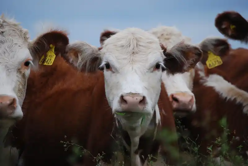 Manejo eficiente de los pastos,  clave para una ganadería sustentable
