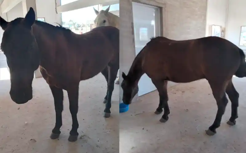 Buscan caballo robado