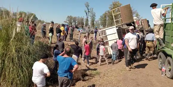 Mañana caótica en la región: cientos de vecinos faenaron las vacas del camión volcado en la Ruta 11