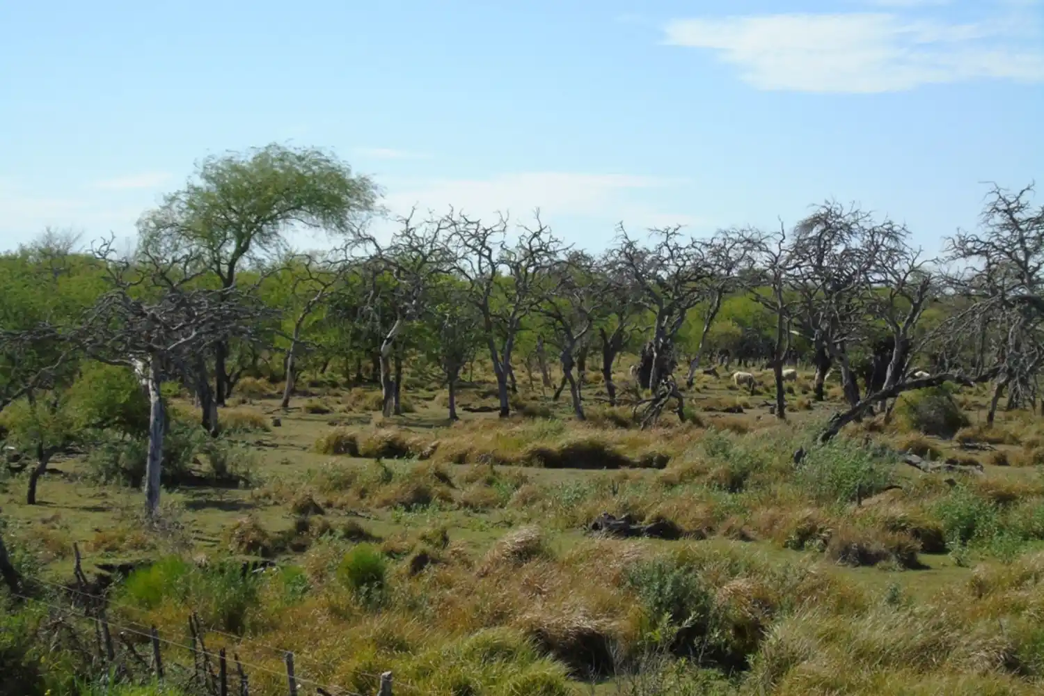 La provincia invirtió 180 millones de pesos en la protección de bosques nativos