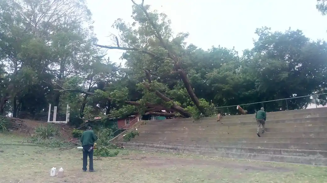 Se cayó un enorme árbol de más de 30 años en el Anfiteatro Martín Fierro