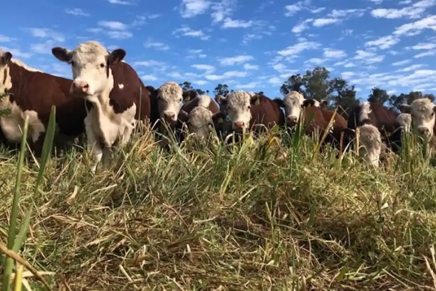 Ganadería regenerativa, una tecnología para todo tipo de suelo