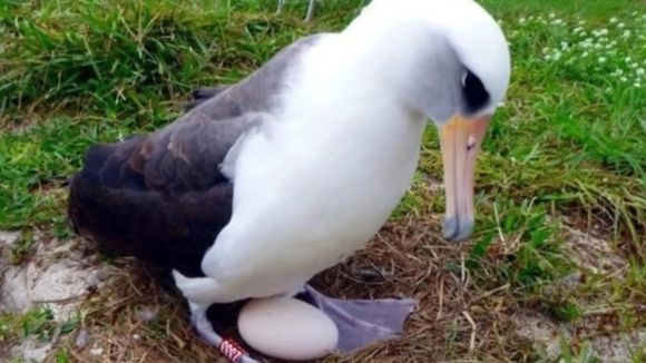 El ave salvaje más vieja del mundo puso un huevo a los 74 años