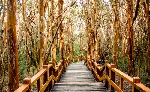 Una visita al parque nacional Los Arrayanes