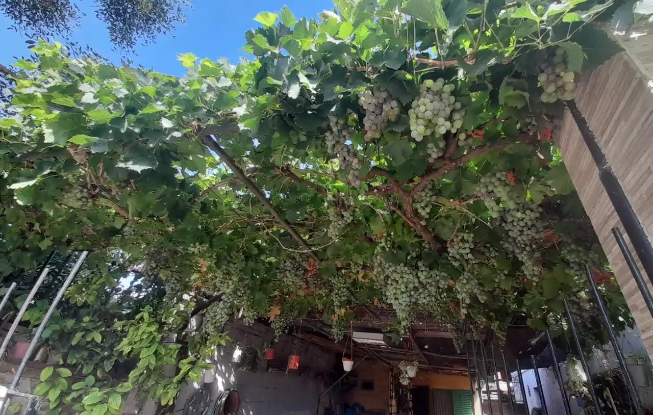 El parral de Elvira