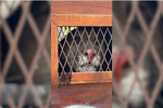 imagen Un puma irrumpió en el frente de una casa en Cabaña Leiva y fue rescatado