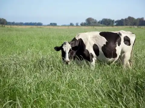 La producción de leche creció 9,7% en 2025 y alcanzó el mayor volumen en 10 años