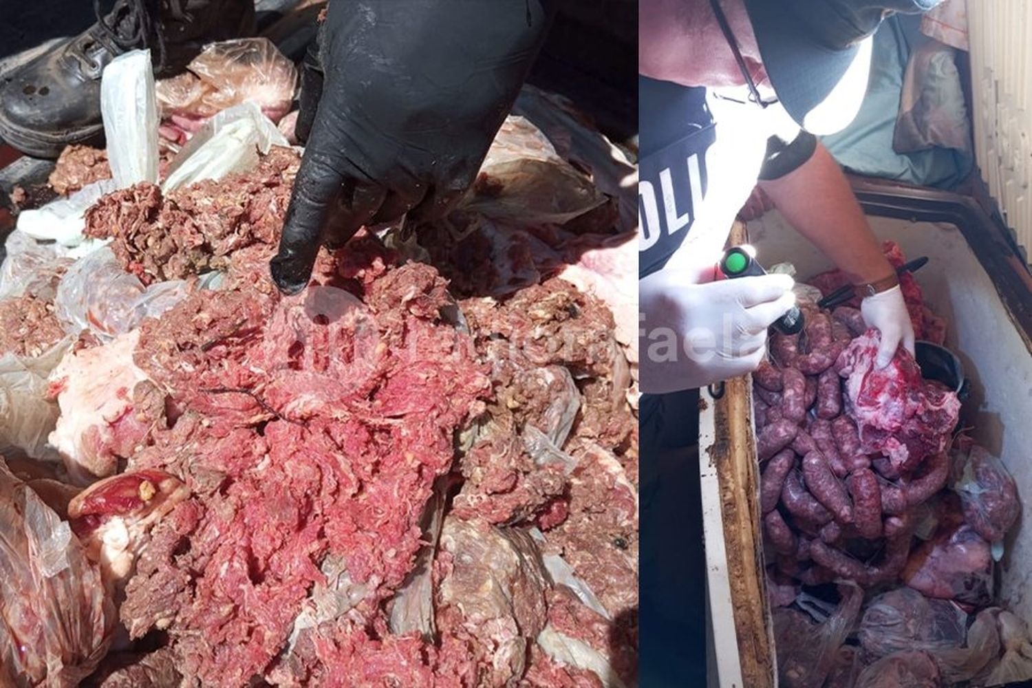 Requisa por Abigeato: hallaron 112 kilos de carne vacuna y de cerdo en un freezer en mal estado