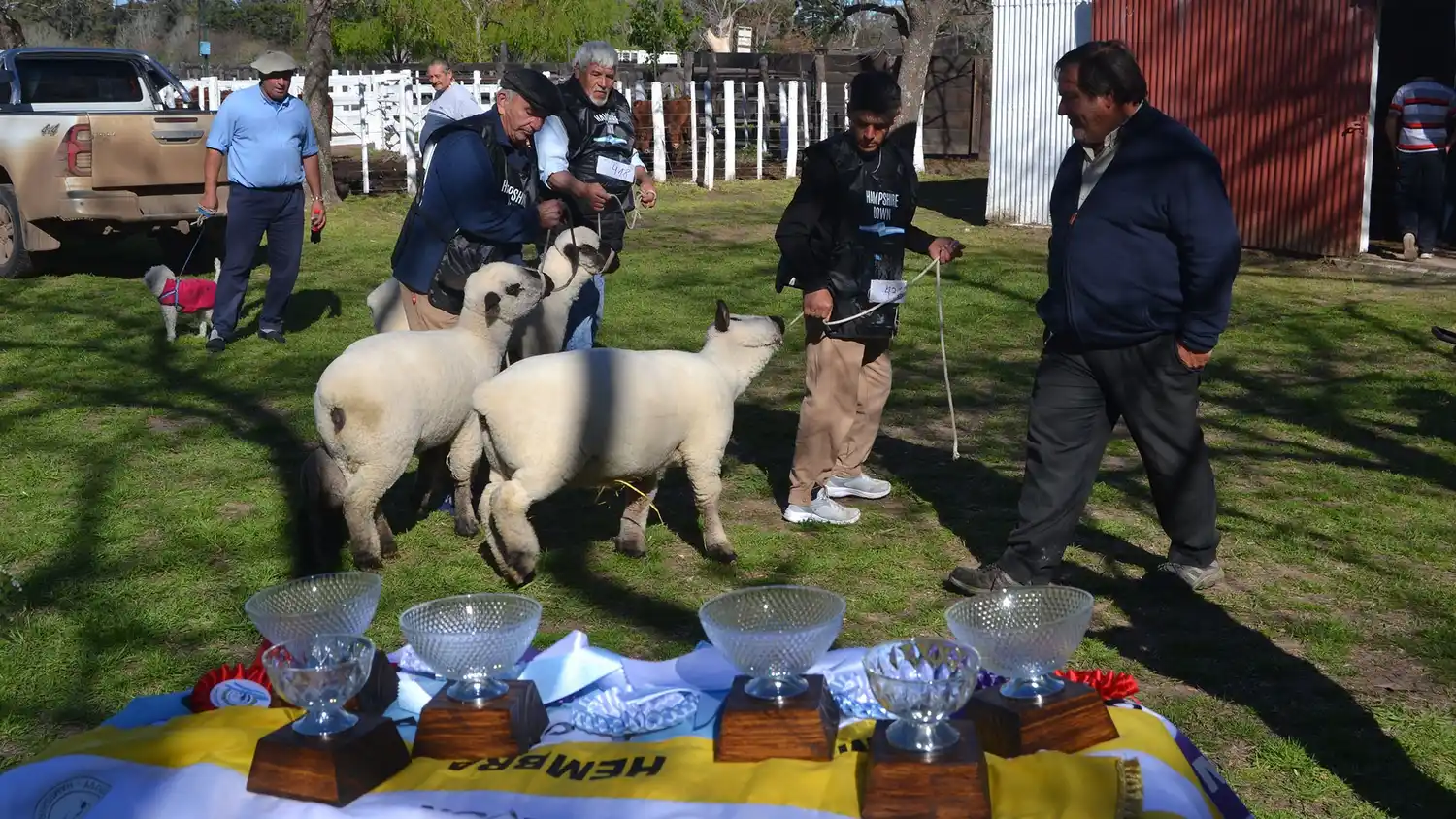 La raza Hampshire Down brilló en el primer día de la Expo Rural 2025