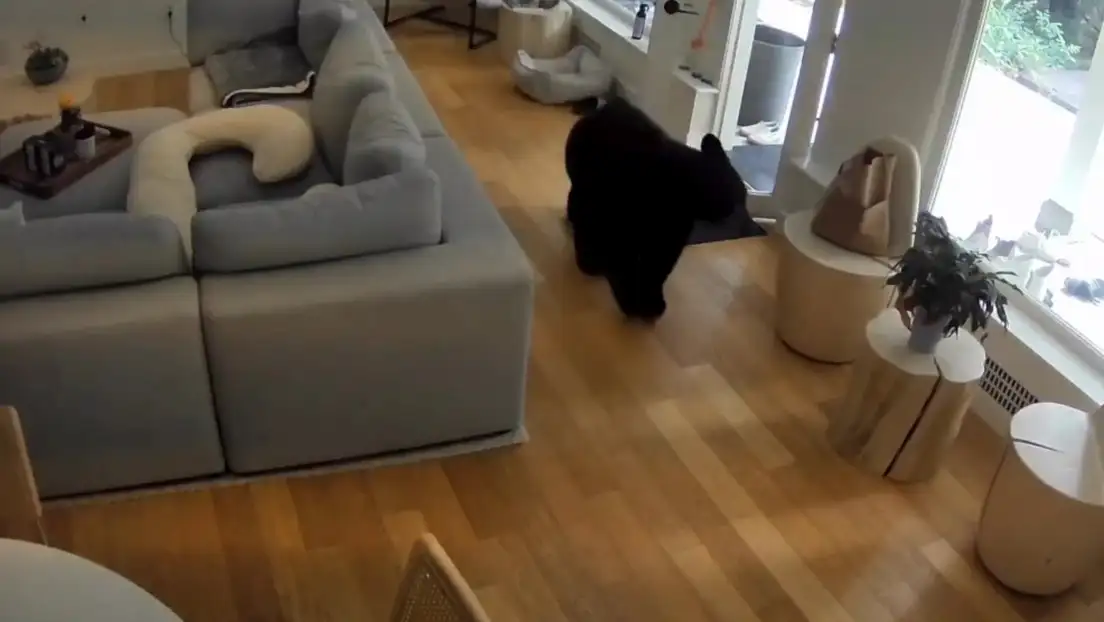 Un enorme oso huye despavorido ante el diminuto perro que defendió su hogar.