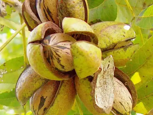 Derivados de nuez pecán entrerriana fueron incorporados al Código Alimentario