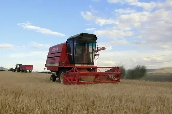 El 90% de las producciones bonaerenses son cultivos de hoja